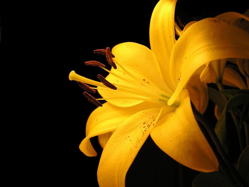 Lirio amarillo. Foto: http://es.gde-fon.com/download/lirio_amarillo_polen/10562/1600x1200