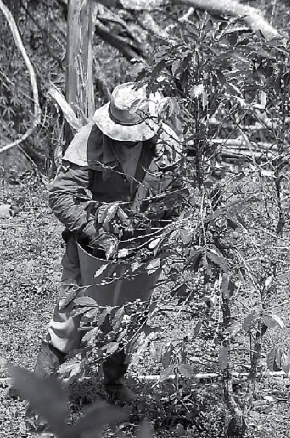 Campesino cerca de Pereira, Años 70, Revista Literariedad
